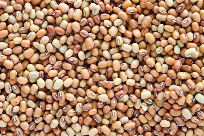 CAZRI moth bean varieties show resilience through 35-day dry spell in Kharif 2026